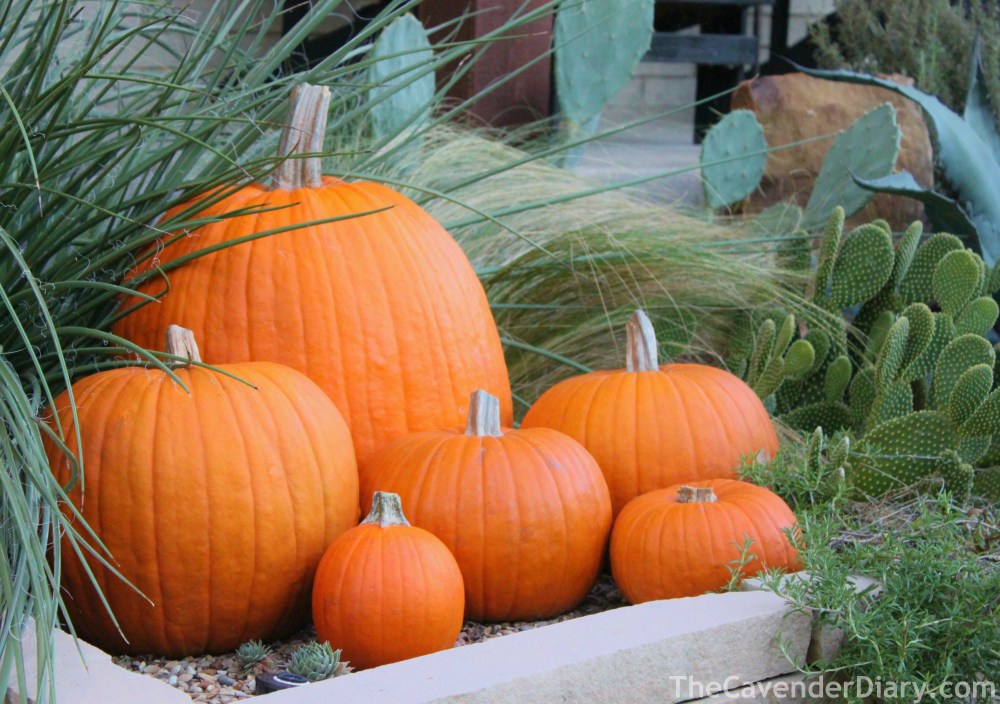 Pumpkins and Cacti in the Cavender Flower Bed