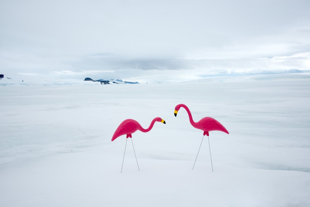 Pink Flamingos by Gray Malin
