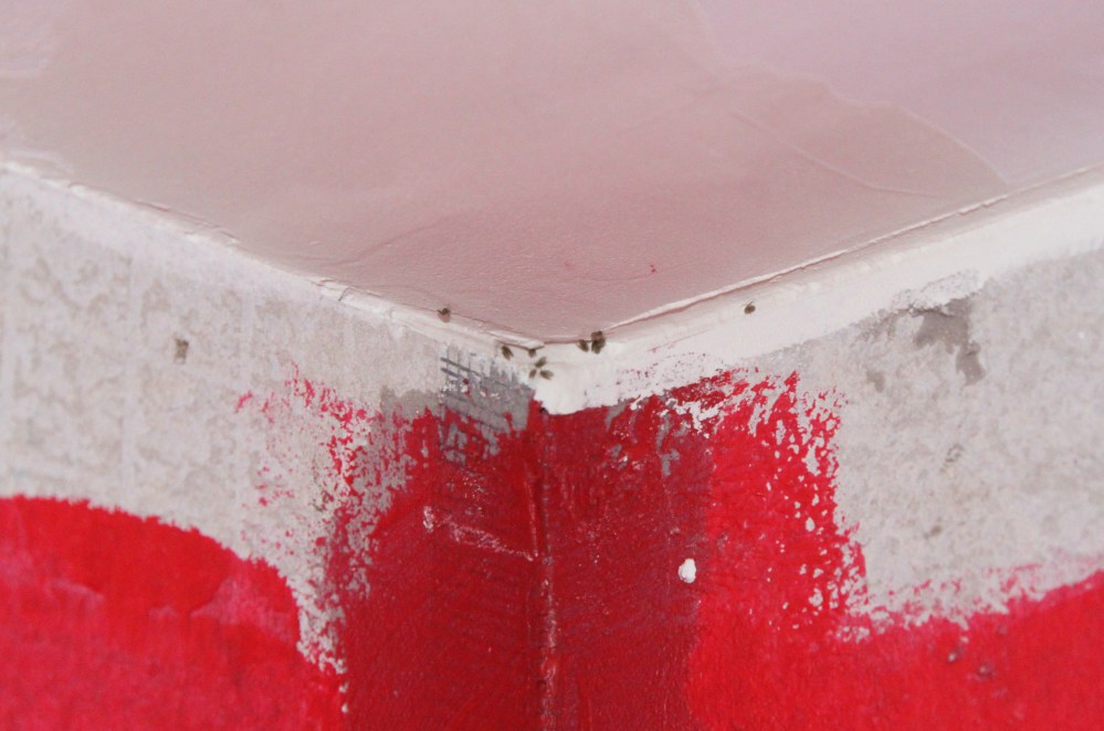 Small Heard of Drain Flies in the New Master Bathroom