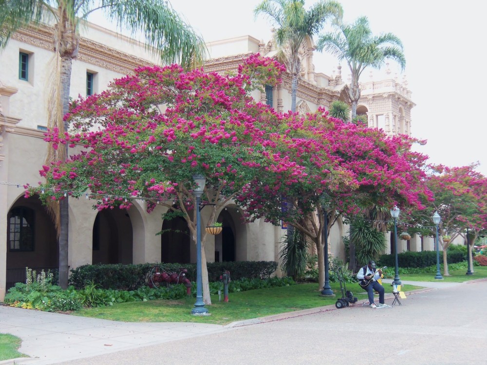 Blooming Crepe Myrtles in Balboa Park