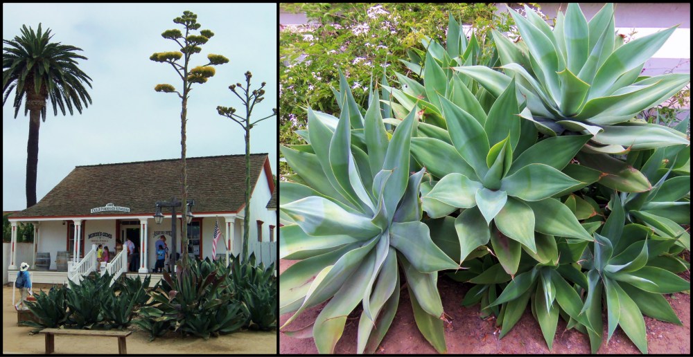 Old Town San Diego Collage