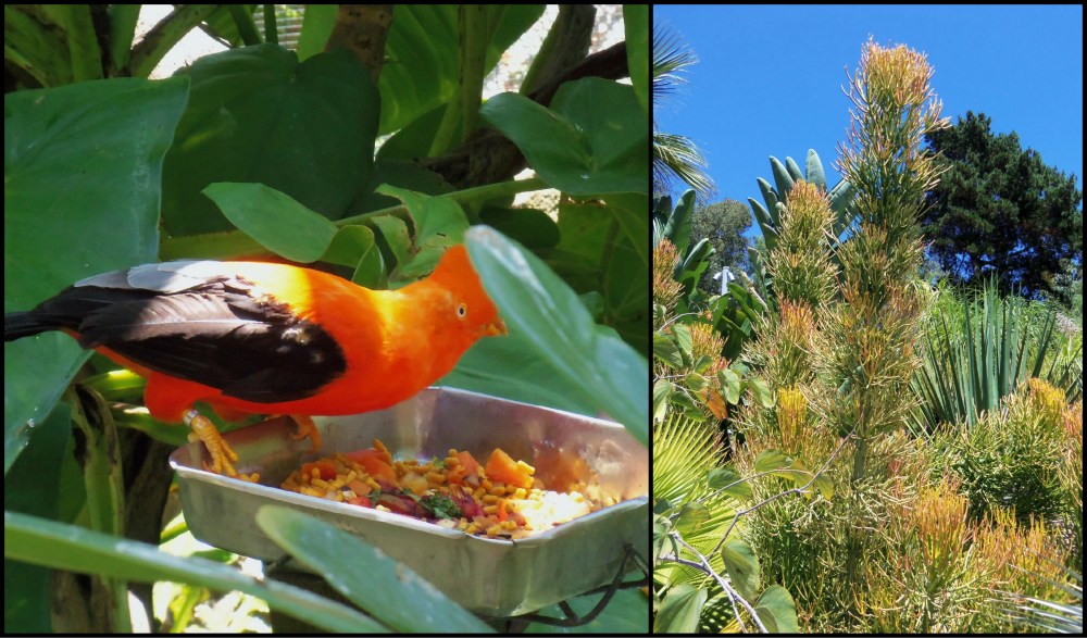 San Diego Zoo Collage