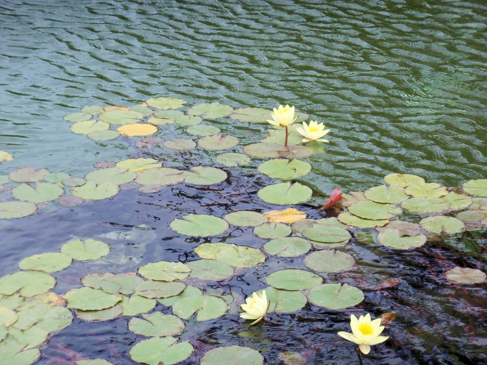 Water Lillies in the Reflecting Pond