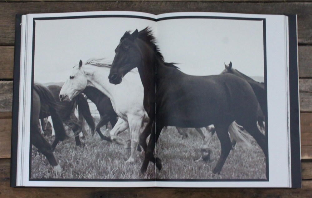 Richard Phibbs Horses Running