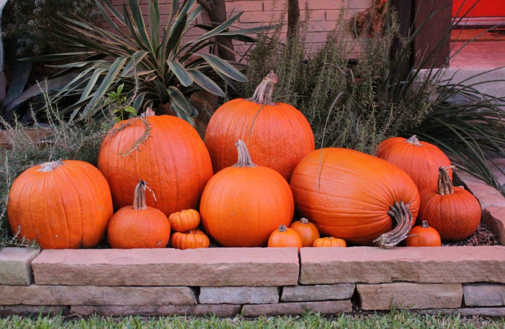 Piles of Pumpkins in the Cavender Flower Beds