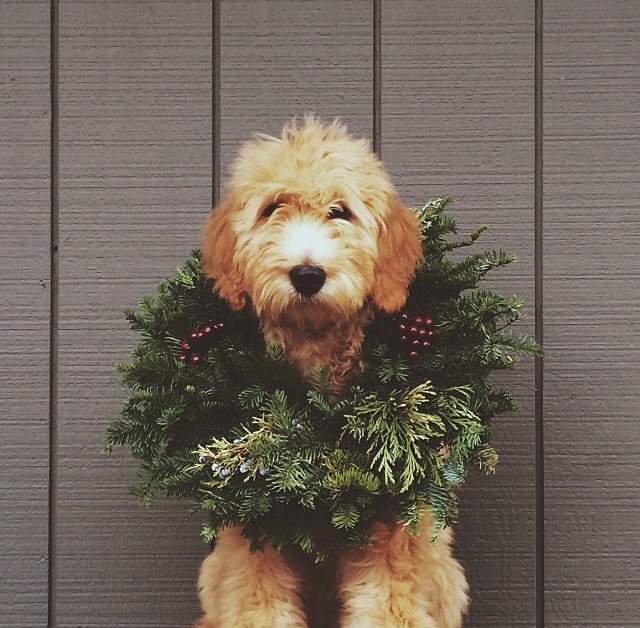 Dog with Holiday Wreath