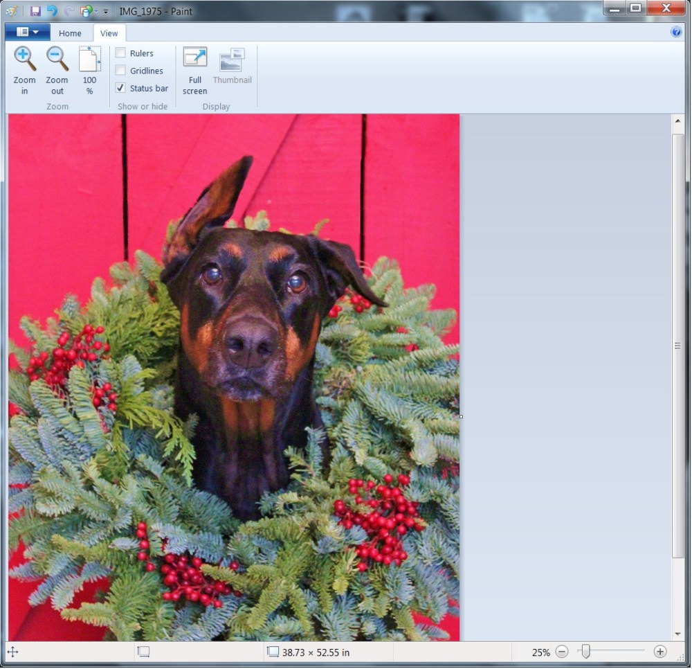 Editing Harley in the Christmas Wreath in Paint