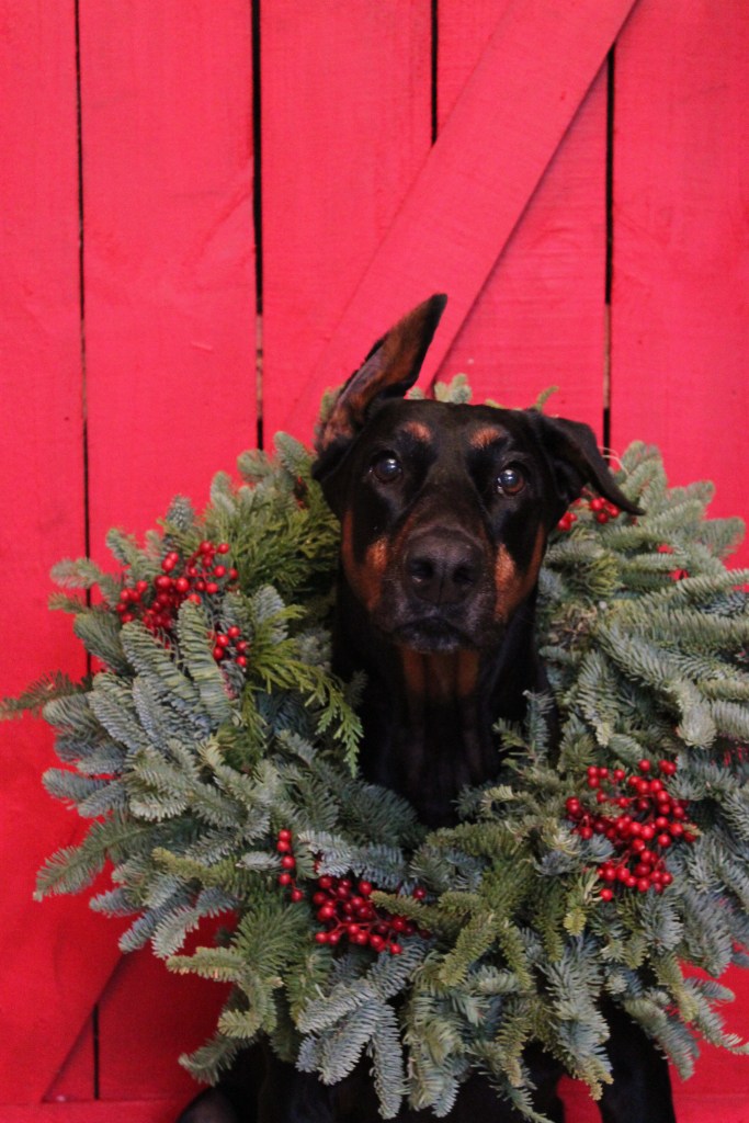 Harley Davidson in the Christmas Wreath