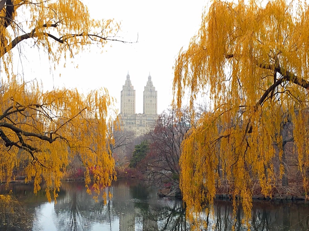 View from the Boat Pond in Cantral Park