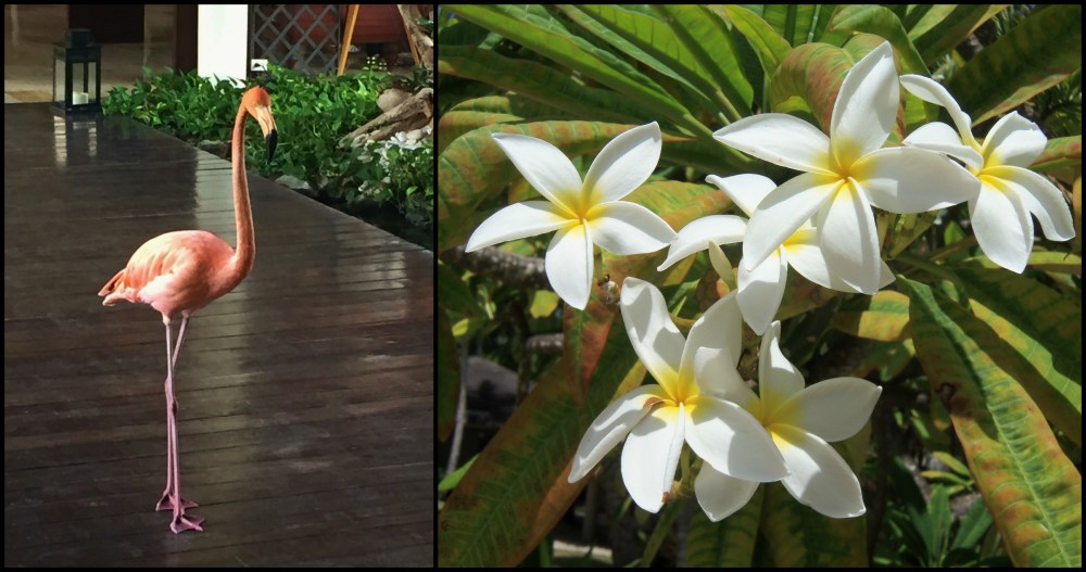 Paradisus Grounds Collage 2