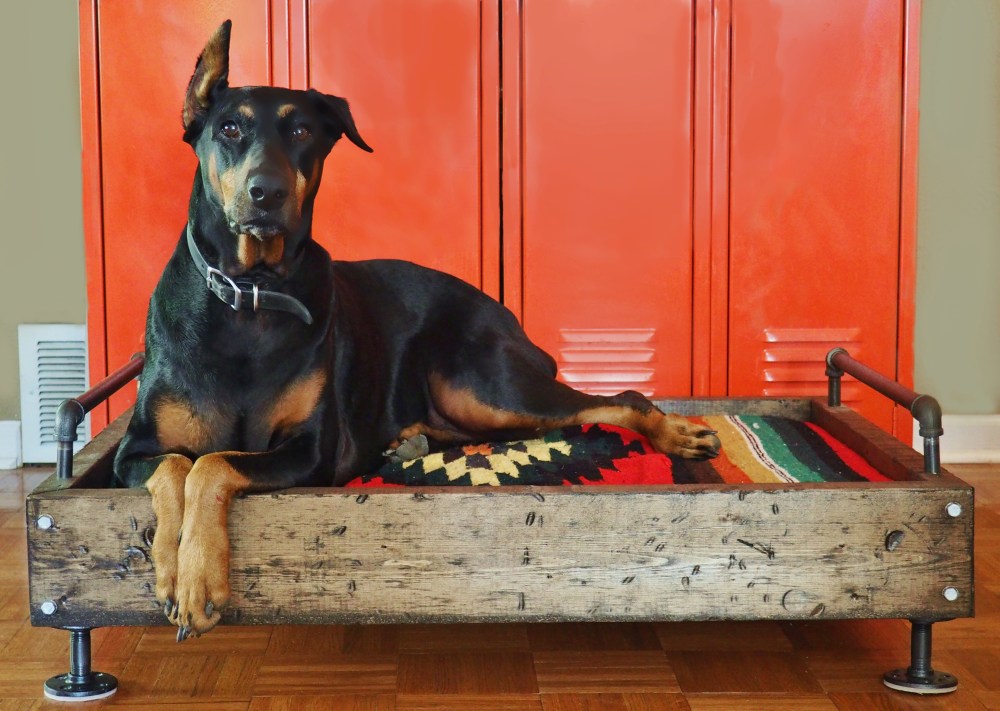 harley-davidson-laying-on-her-industrial-dog-bed