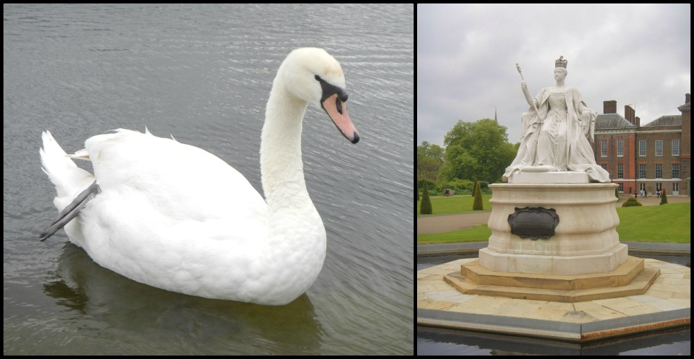 Victoria and a Royal Swan Collage