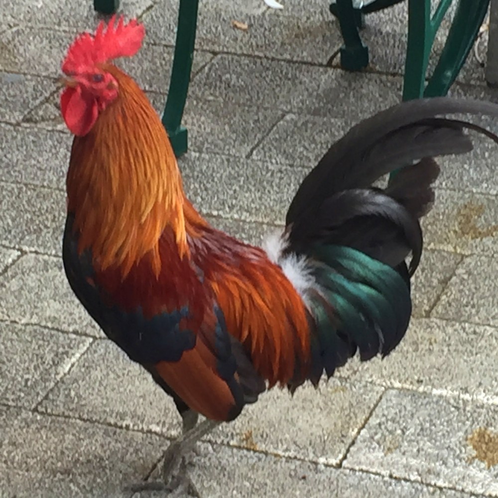 Rooster on the Street