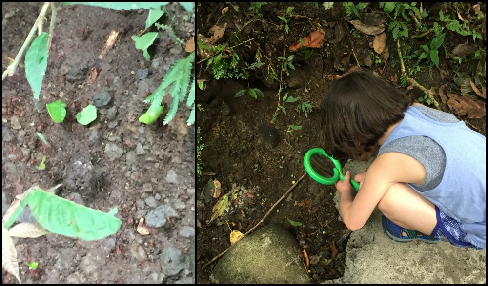 Ants of Mystico-collage