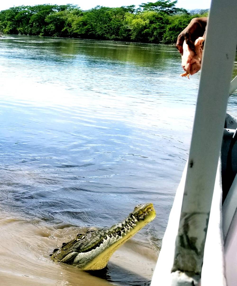 Croc About to Eat Raw Chicken