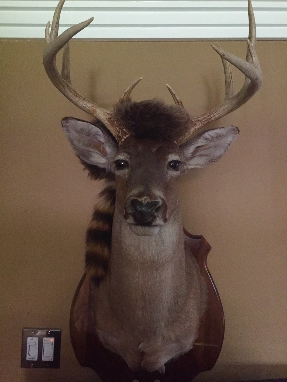 New Crown Over Jeff's Whitetail Deer