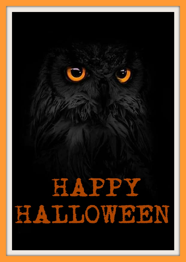 Black Owl Black Owl Happy Halloween