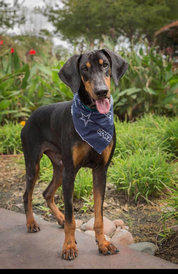 logan's galmour shot