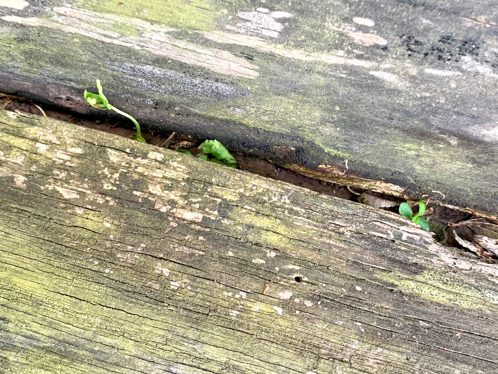 Sprouts in the Pallet Wood Table