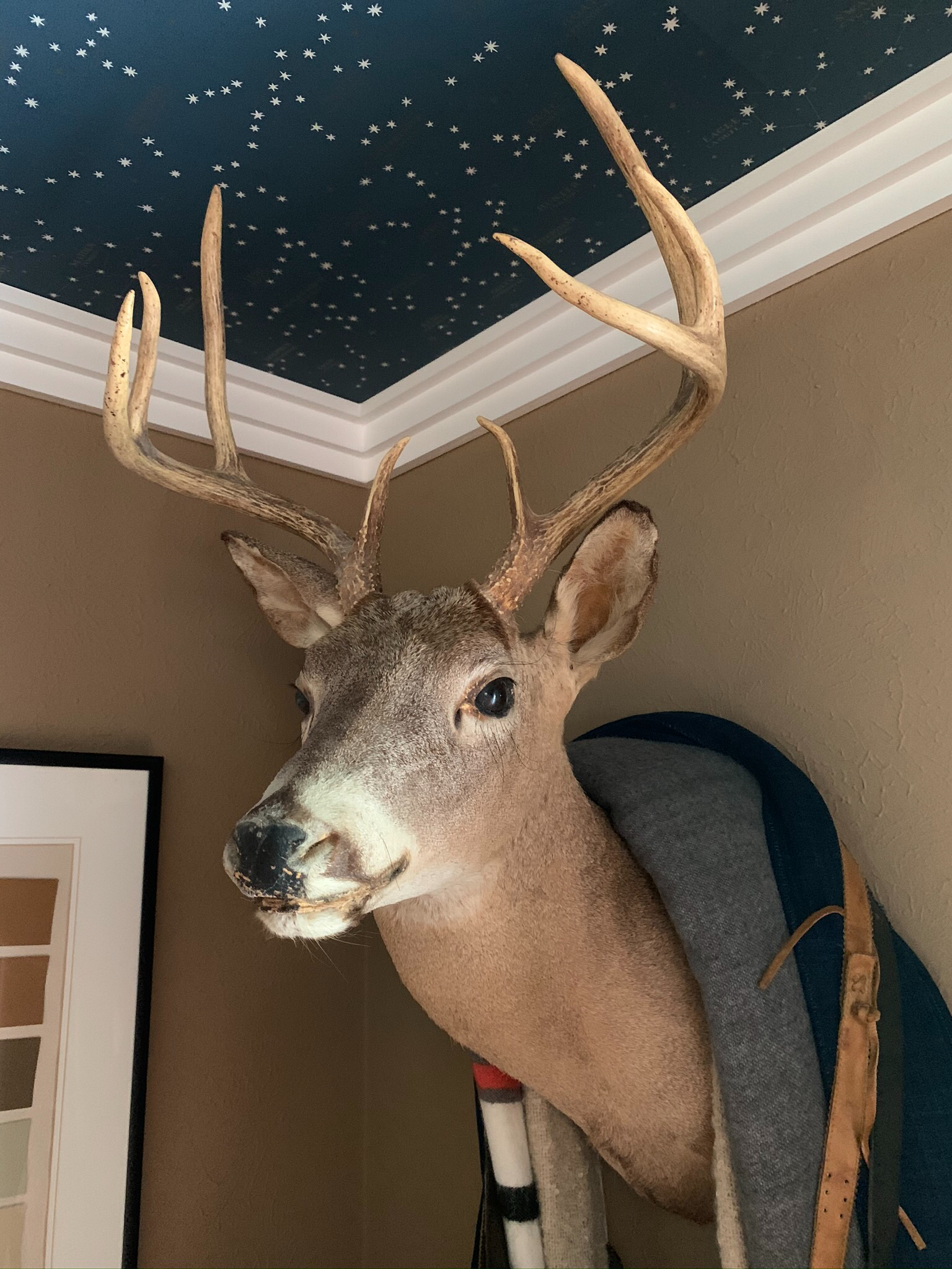 Whitetail deer Mount with Ralph Lauren Northern Hemisphere Wallpaper in Guest Room